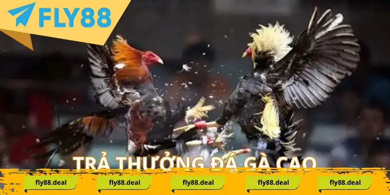 Trả thưởng đá gà cựa sắt cao ngất ngưởng